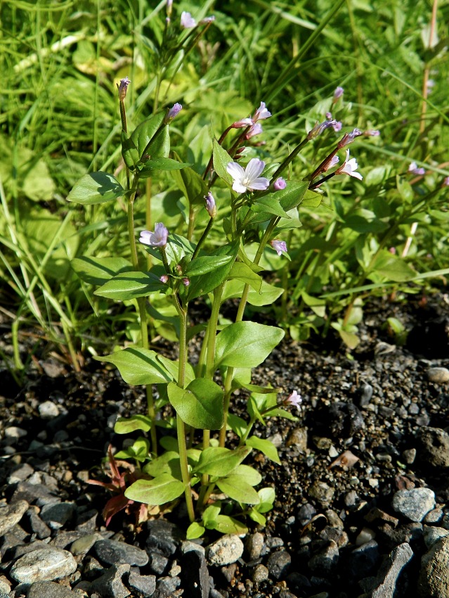 Image of Epilobium hornemannii specimen.