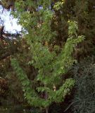 Acer saccharinum. Крона молодого дерева. Южный Берег Крыма, Никитский ботанический сад. 25 августа 2007 г.