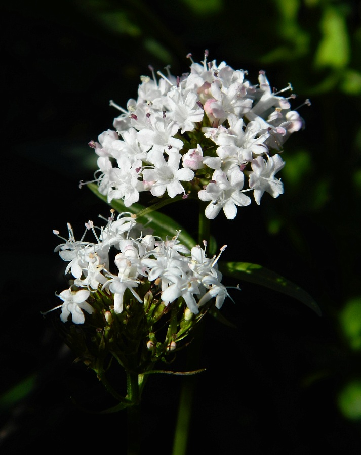 Image of Valeriana capitata specimen.