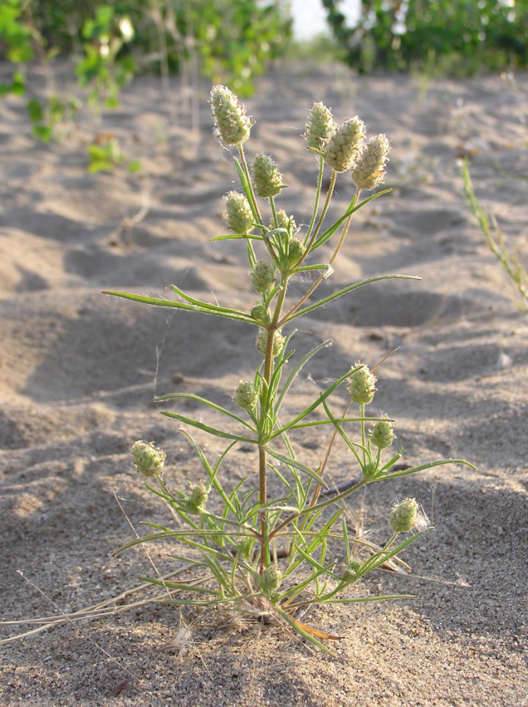 Изображение особи Plantago arenaria.