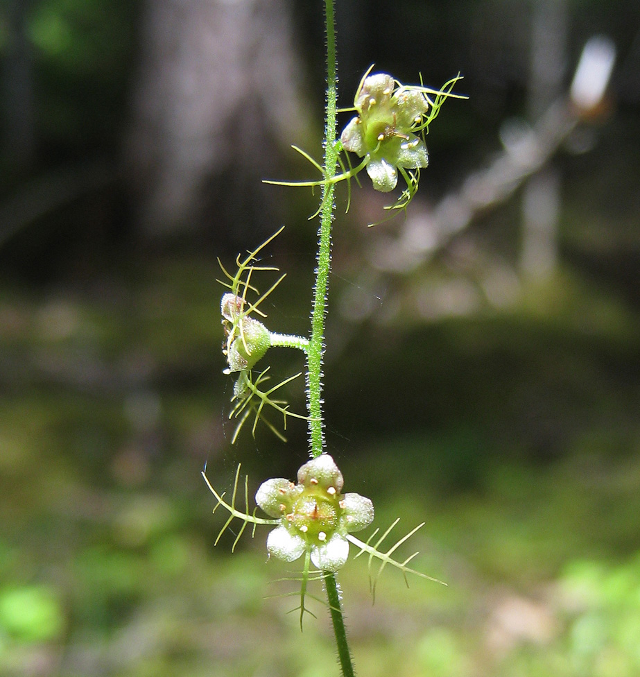 Image of Mitella nuda specimen.
