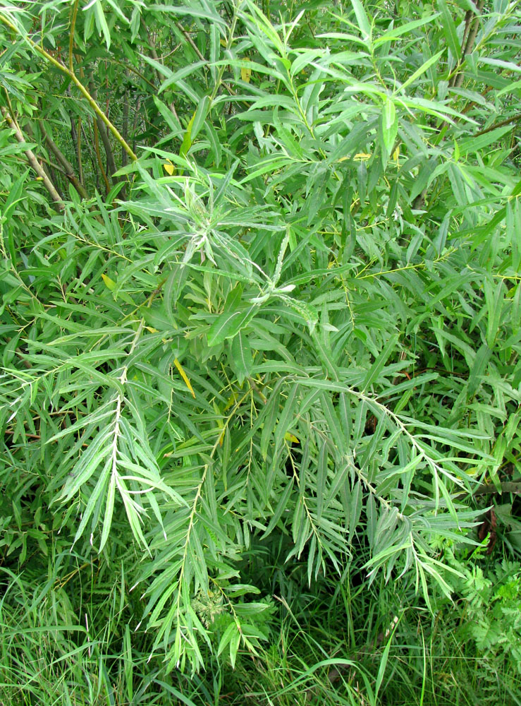 Image of Salix gmelinii specimen.