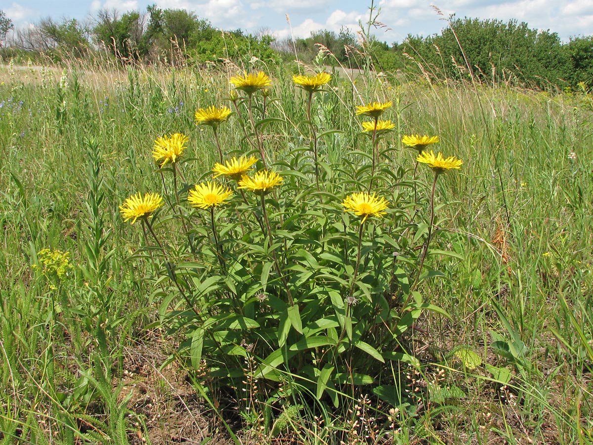 Изображение особи Inula hirta.