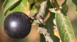 Prunus spinosa. Плод. Германия, г. Кемпен, в городском саду. 03.10.2011.
