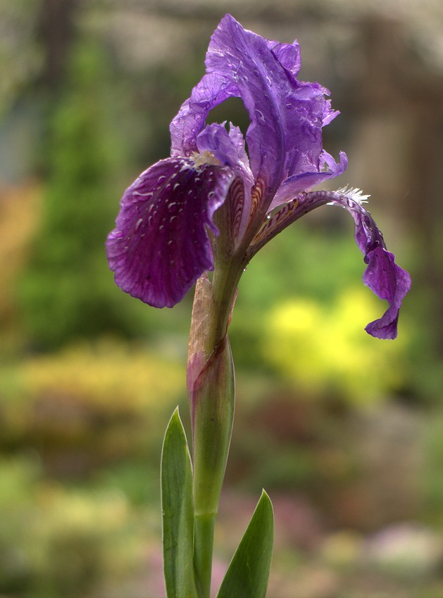 Изображение особи Iris lutescens.