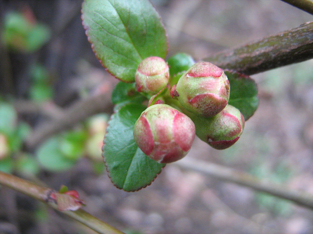 Image of Chaenomeles japonica specimen.