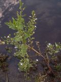 Veronica anagallis-aquatica. Цветущее растение с цветками и бутонами. Курская обл., Железногорский р-н, с. Карманово, р. Суслов. 22 июля 2007 г.