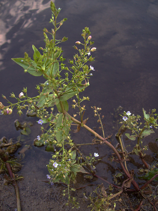 Изображение особи Veronica anagallis-aquatica.