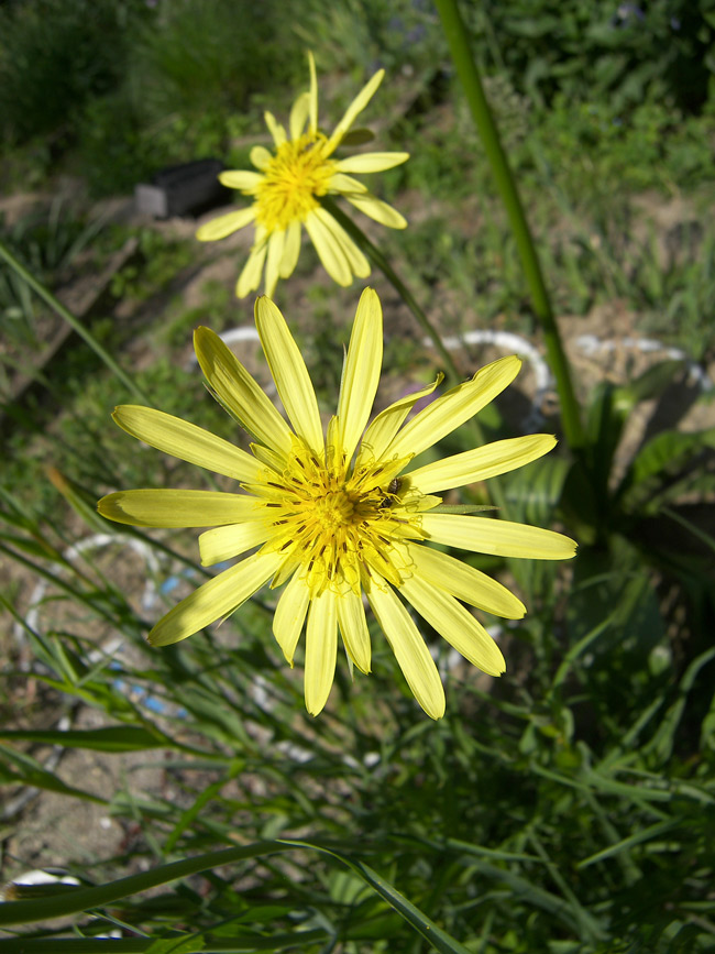Image of Tragopogon tuberosus specimen.