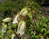 Campanula punctata. Верхушки цветущих растений. Хабаровский край, Ванинский р-н, окр. пос. Высокогорный. 10.07.2005.