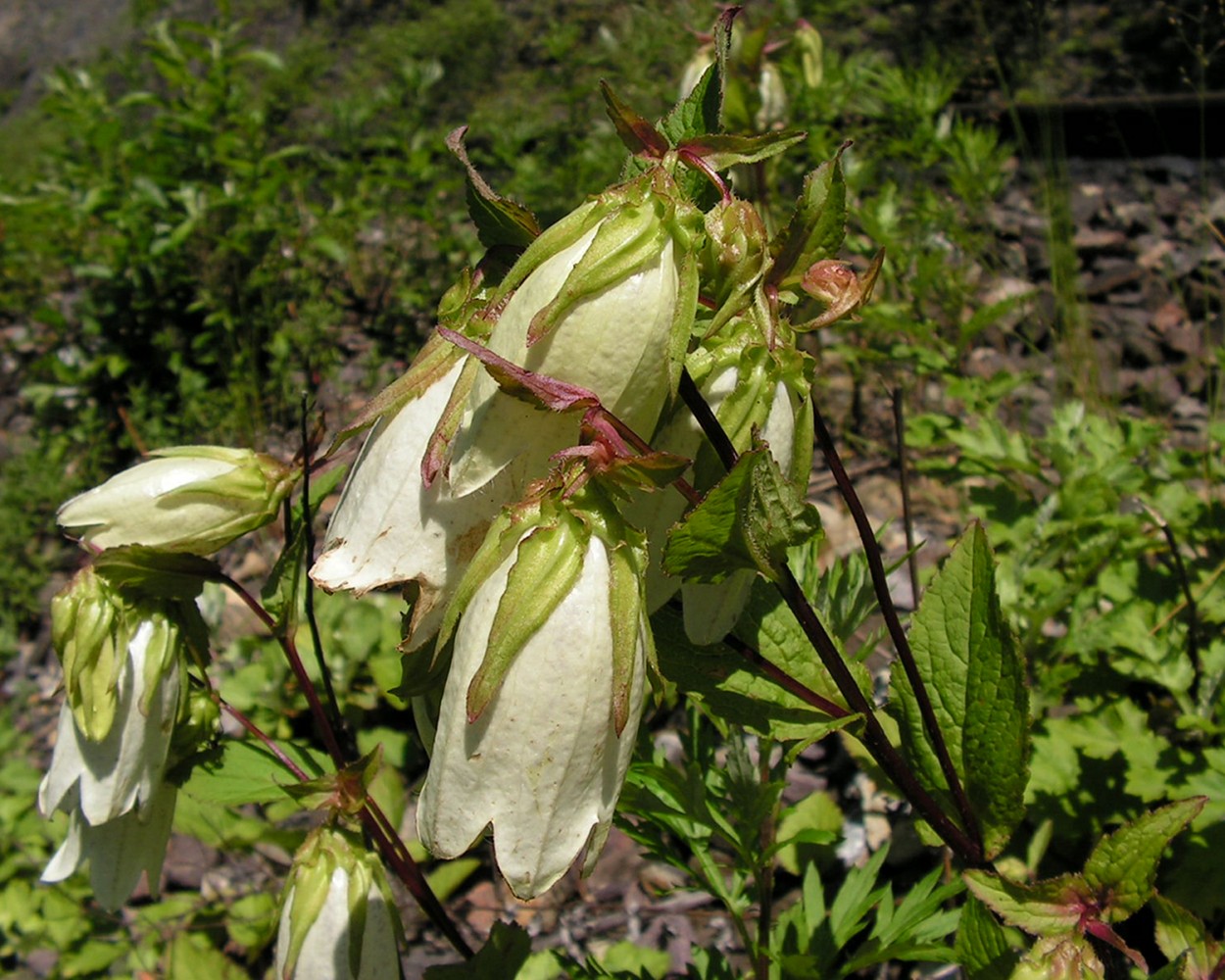 Image of Campanula punctata specimen.