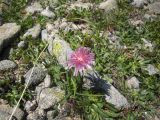 Taraxacum porphyranthum. Цветущее растение. Карачаево-Черкесия, верховья р. Муха. 27.07.2011.