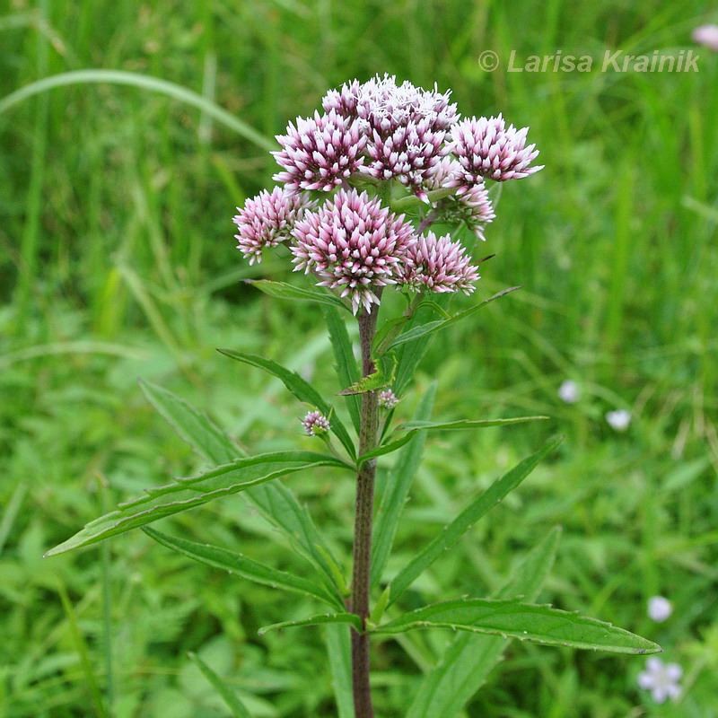 Изображение особи Eupatorium lindleyanum.