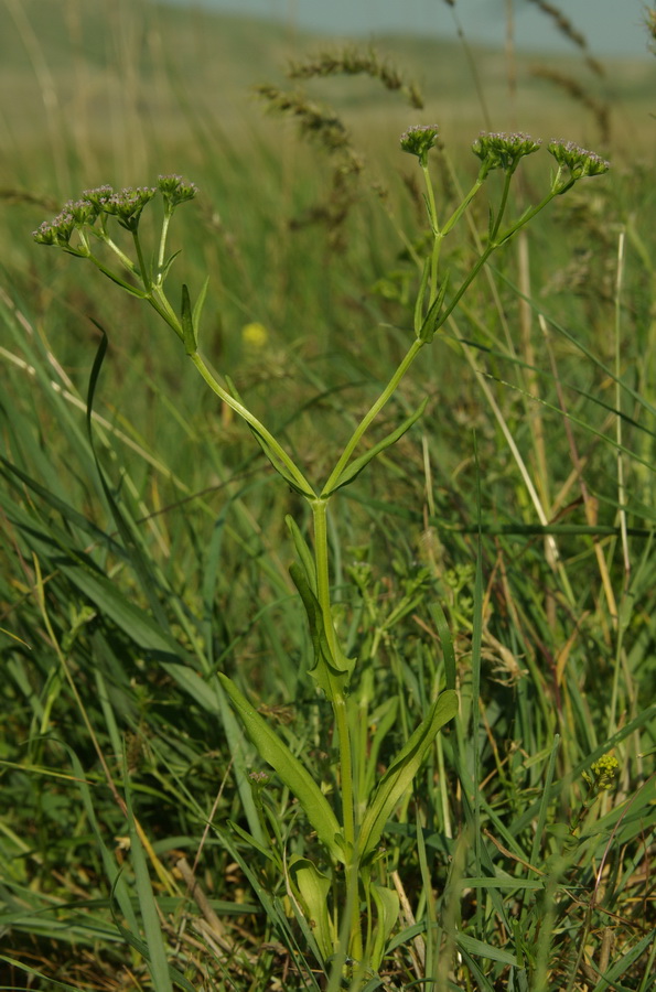 Image of Valerianella pontica specimen.