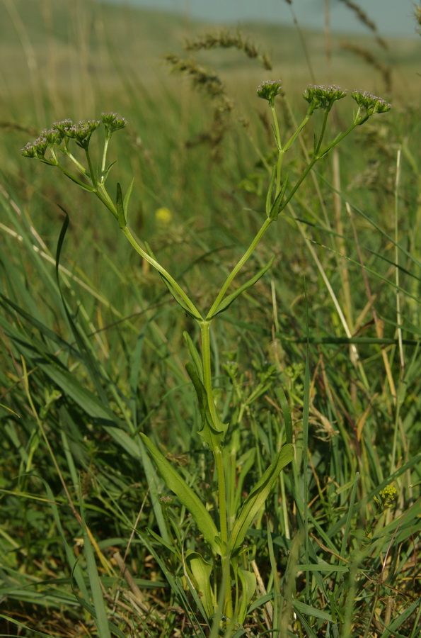 Изображение особи Valerianella pontica.