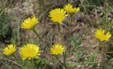Tanacetum uralense. Верхушки побегов с соцветиями. Татарстан, г. Бавлы. 27.05.2012.