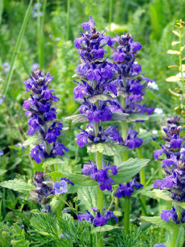 Image of Ajuga genevensis specimen.