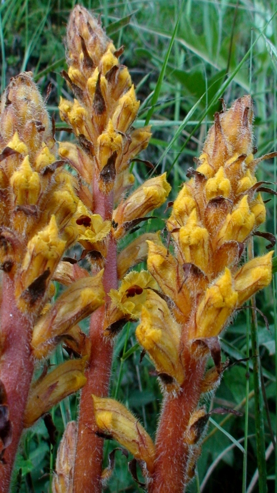Image of Orobanche vitellina specimen.