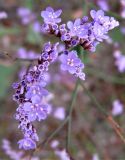 Limonium scoparium