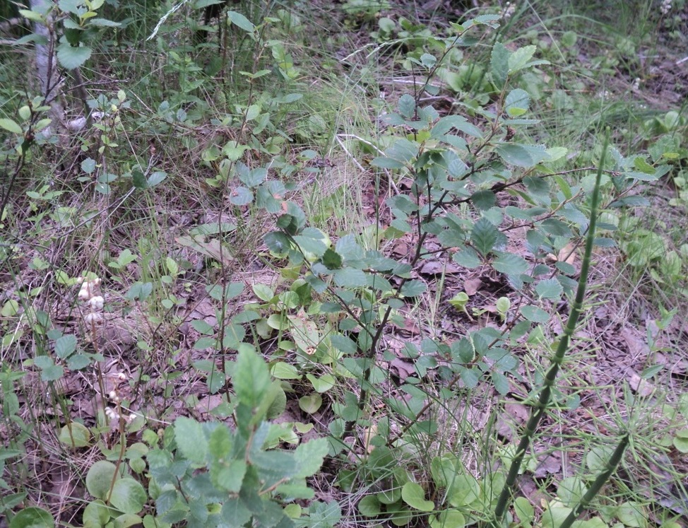 Image of Betula humilis specimen.