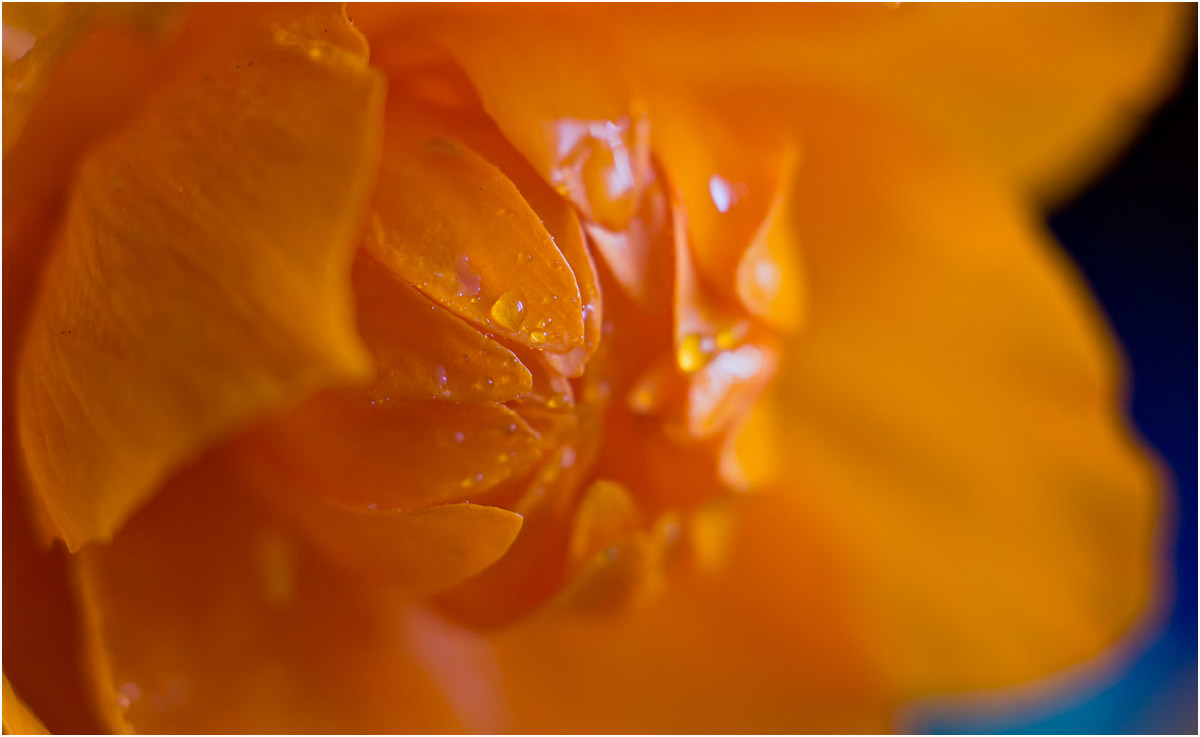 Изображение особи Trollius asiaticus.