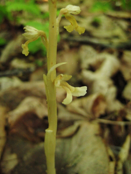 Image of Neottia papilligera specimen.