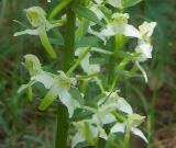 Platanthera chlorantha