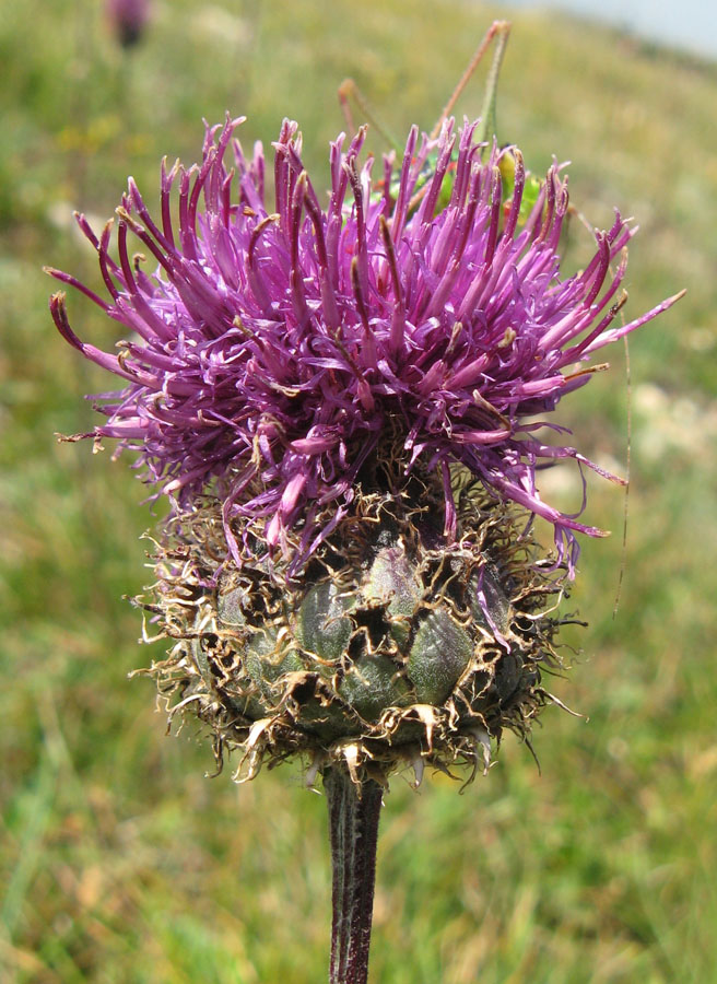 Изображение особи Centaurea alpestris.