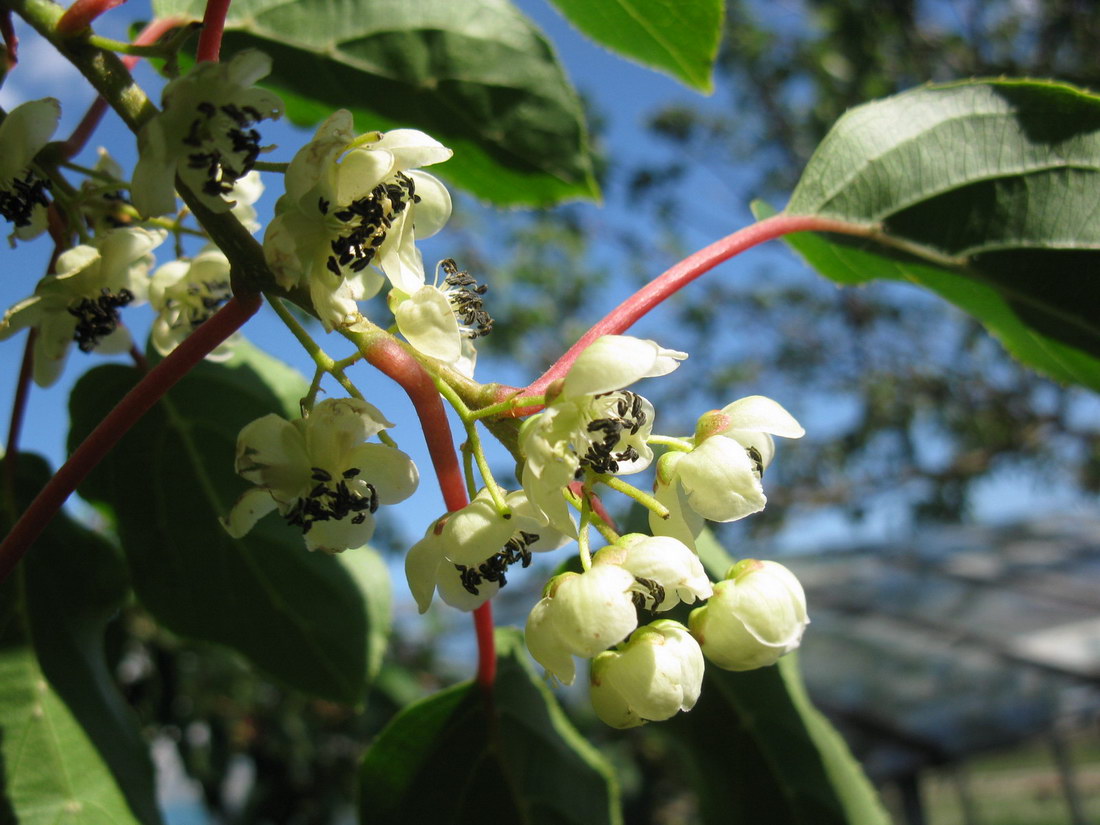 Изображение особи Actinidia arguta.