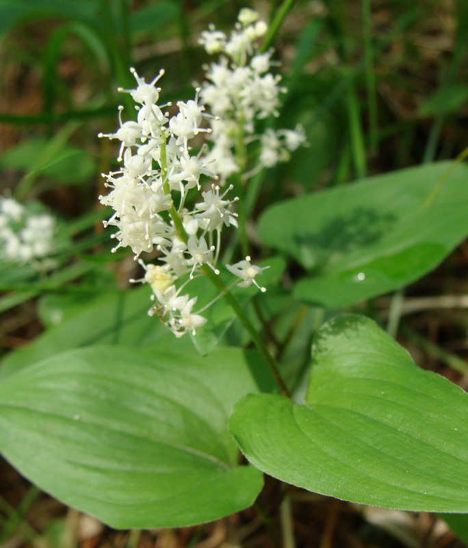 Изображение особи Maianthemum bifolium.