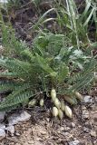 genus Astragalus