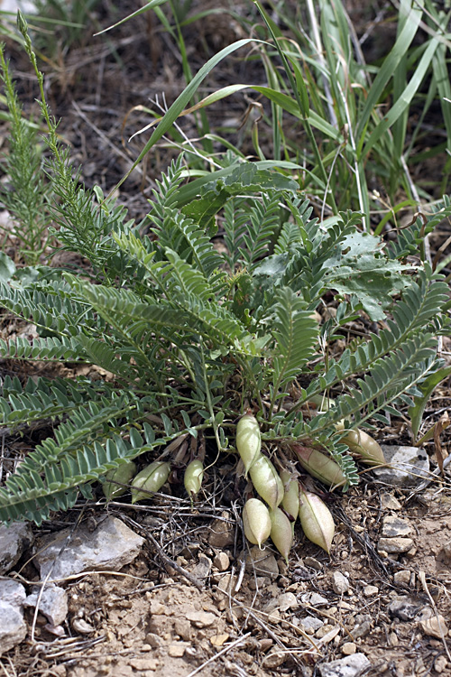 Изображение особи род Astragalus.