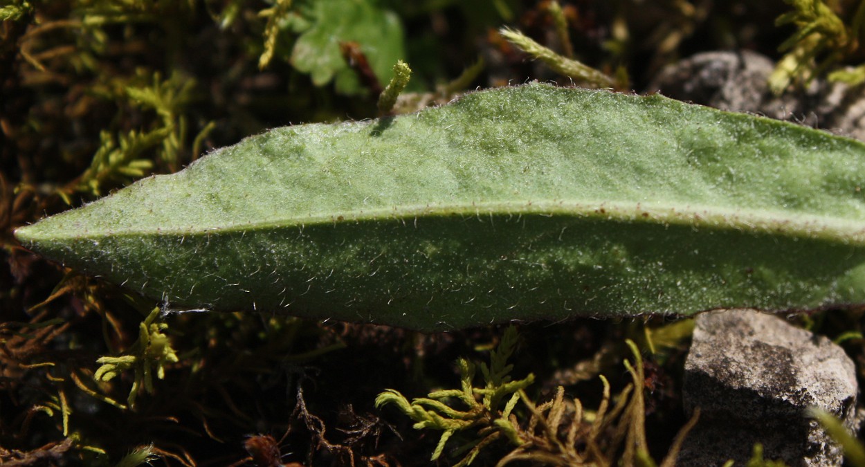 Изображение особи Pilosella cymella.