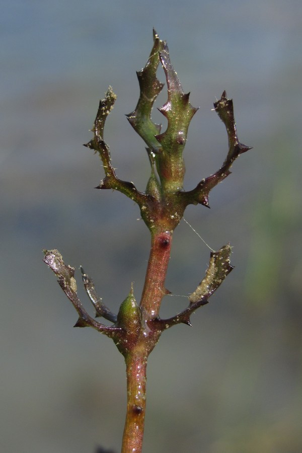Image of Najas major specimen.
