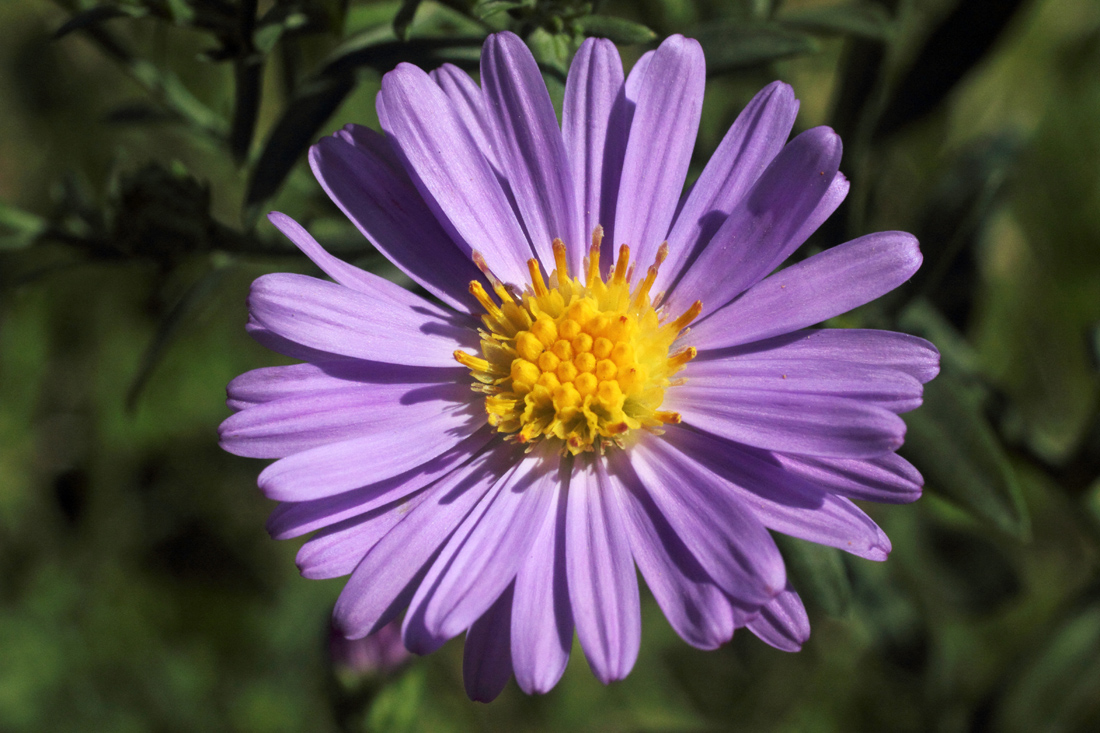 Изображение особи Symphyotrichum &times; versicolor.