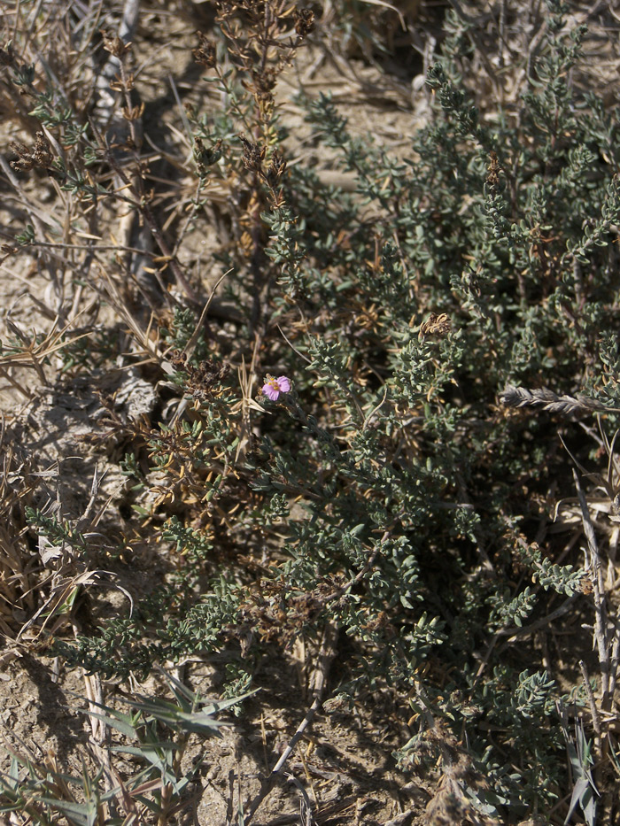 Image of Frankenia hirsuta specimen.