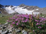 Chamaenerion colchicum