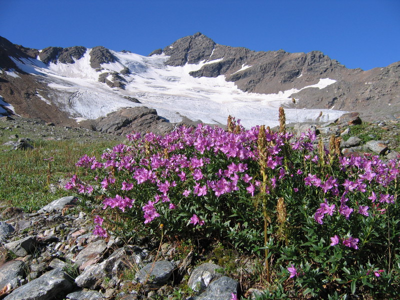 Image of Chamaenerion colchicum specimen.