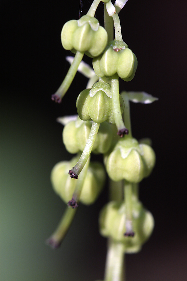 Image of Orthilia secunda specimen.