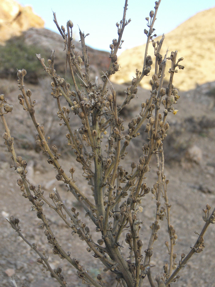 Image of Verbascum speciosum specimen.