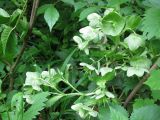 Helleborus argutifolius