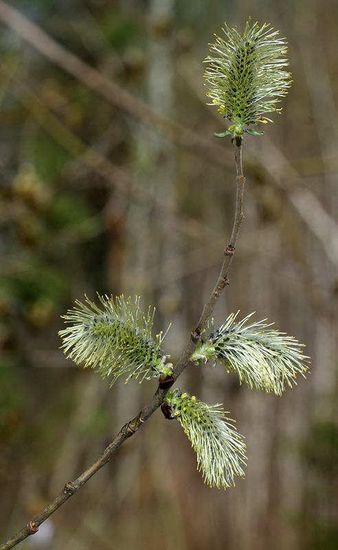 Изображение особи Salix &times; laurina.