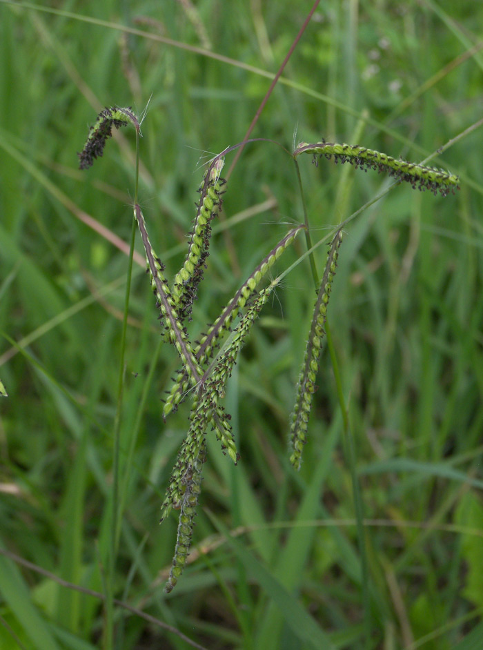 Изображение особи Paspalum dilatatum.