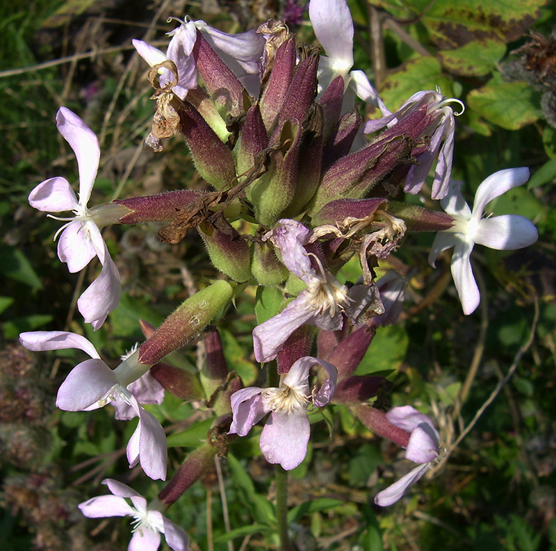 Image of Saponaria officinalis specimen.