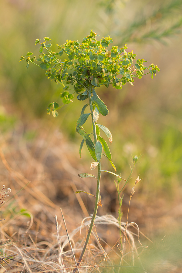 Image of Euphorbia seguieriana specimen.