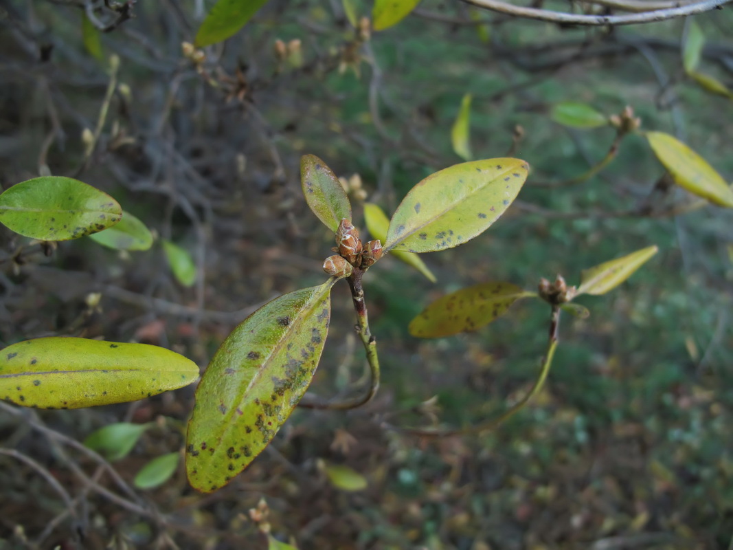 Image of Rhododendron mucronulatum specimen.