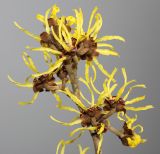 Hamamelis mollis. Верхушка веточки с соцветиями (вид со стороны цветоножек). Германия, г. Кемпен, в сквере. 14.01.2013.