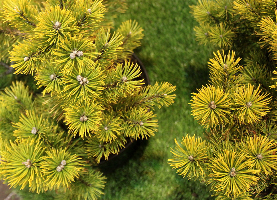 Image of Pinus mugo specimen.