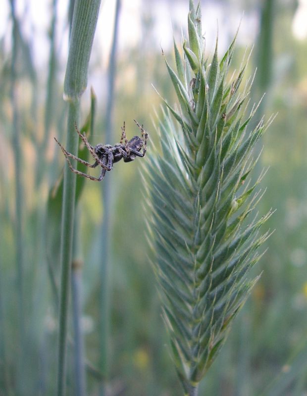 Image of genus Agropyron specimen.