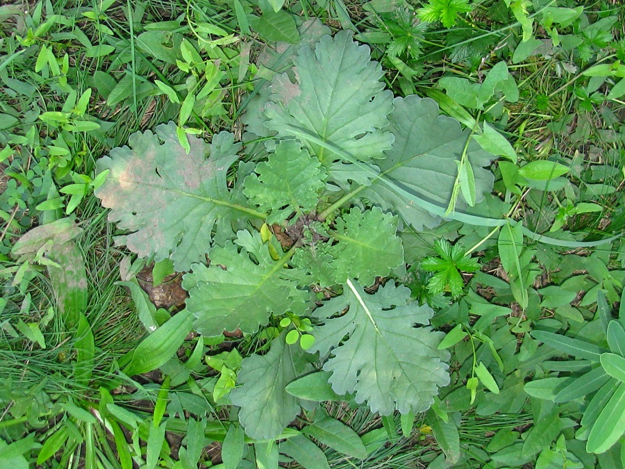 Изображение особи Senecio jacobaea.